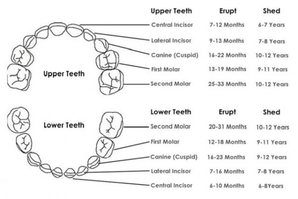 Tooth Fairy Pocket - Image 7